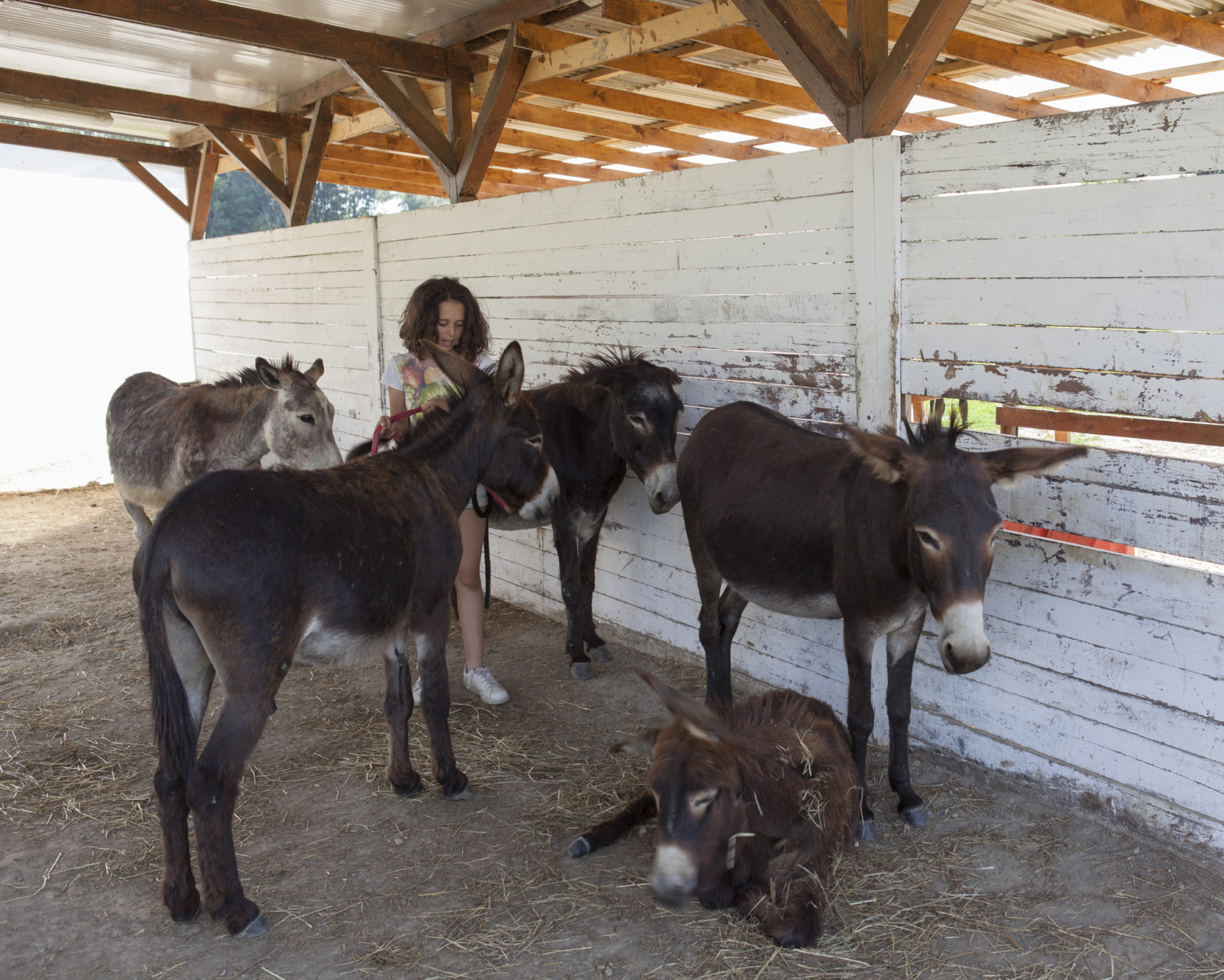 La cascina e gli asini